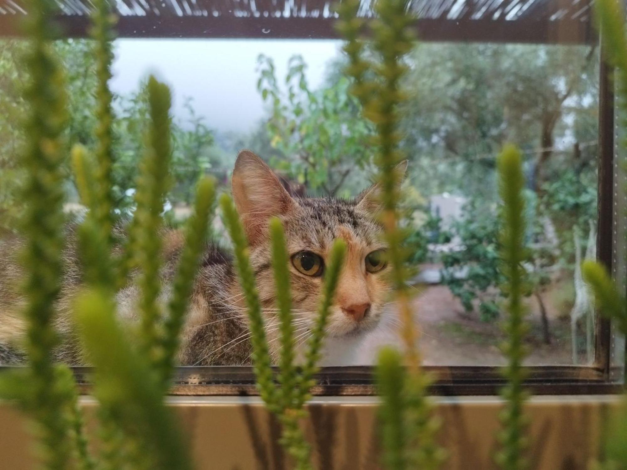 Panoramic View Summerhouse Loukissia Екстериор снимка