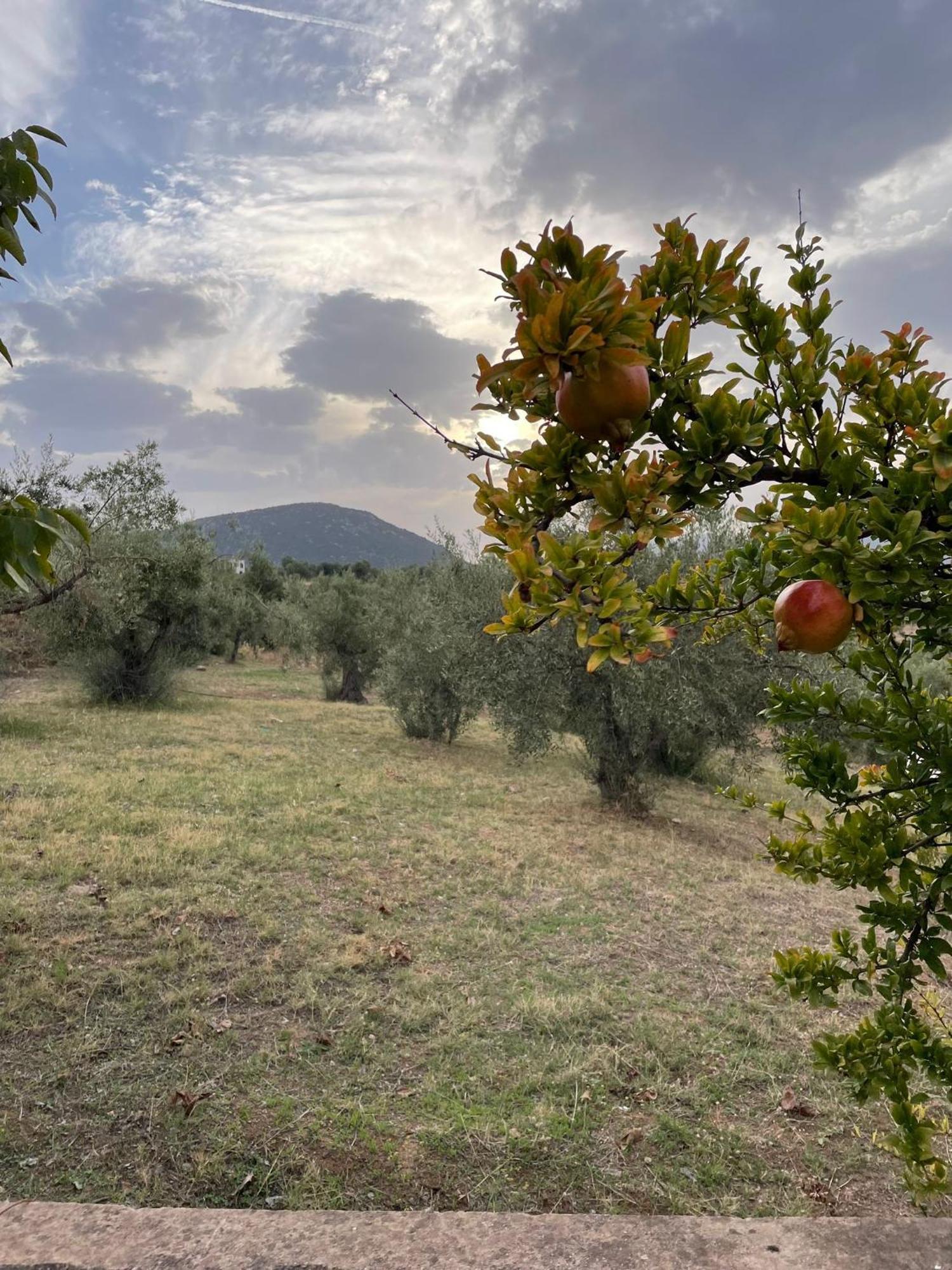 Panoramic View Summerhouse Loukissia Екстериор снимка